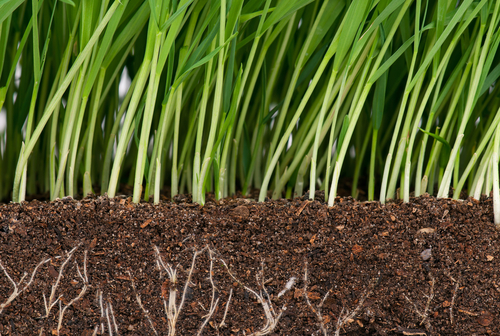 Take Root in Your Beliefs