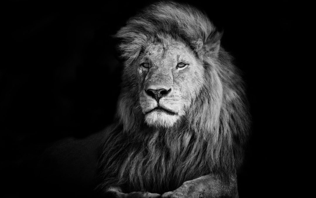 Flexibility, Agility, and Leadership Ability