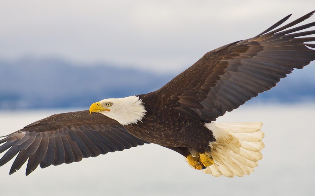 You Are Meant to SOAR!